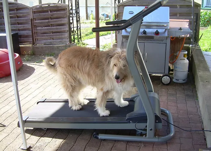 Wohlfuehloase Fuer Mensch Und Hund Bed & Breakfast