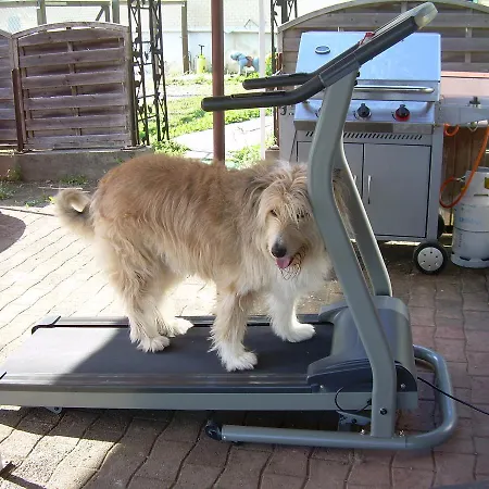 Wohlfuehloase Fuer Mensch Und Hund Alojamento de Acomodação e Pequeno-almoço